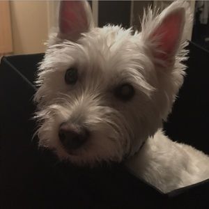 Meet your Posher, Angela